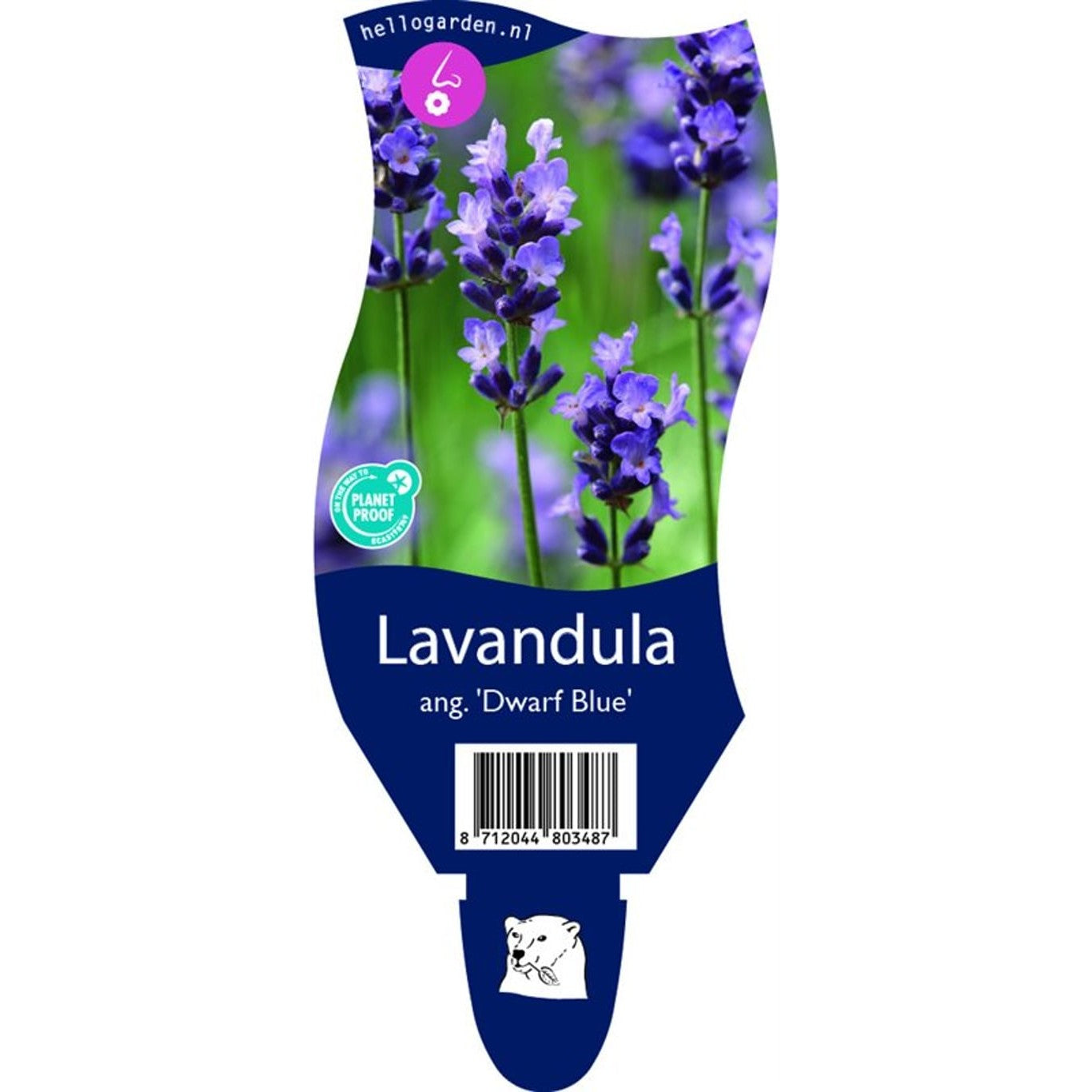 Lavendel – Lavandula angustifolia 'Dwarf Blue' - P11